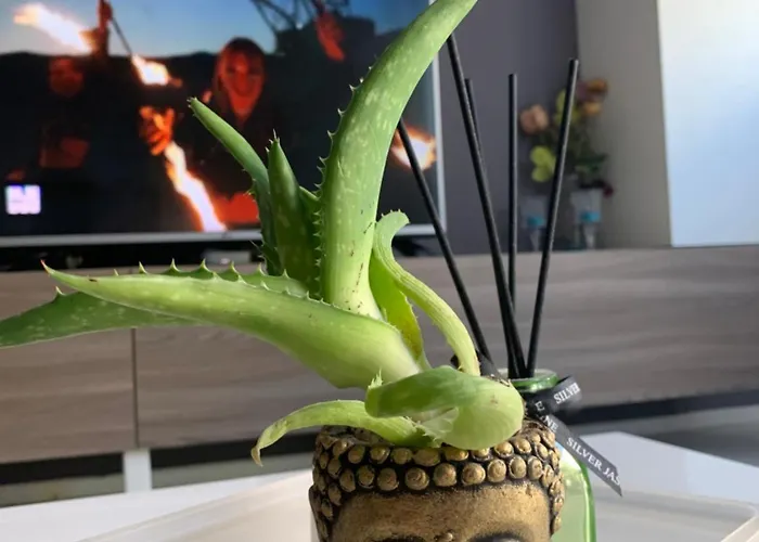 Apartment Hill Tirana